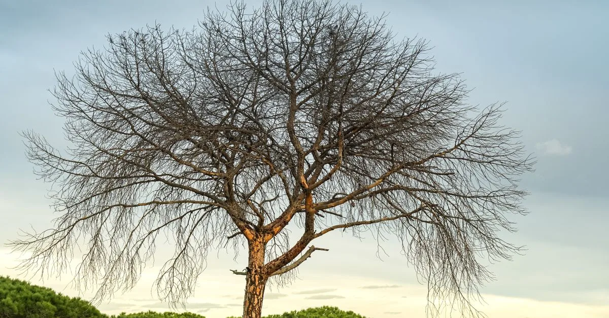 découvrez comment utiliser un arbre de probabilité pour visualiser et calculer les différentes issues d'un événement aléatoire de manière claire et méthodique.
