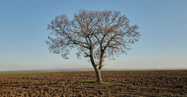 découvrez comment utiliser un arbre de probabilité pour visualiser et calculer facilement les différentes issues et probabilités d'un événement.