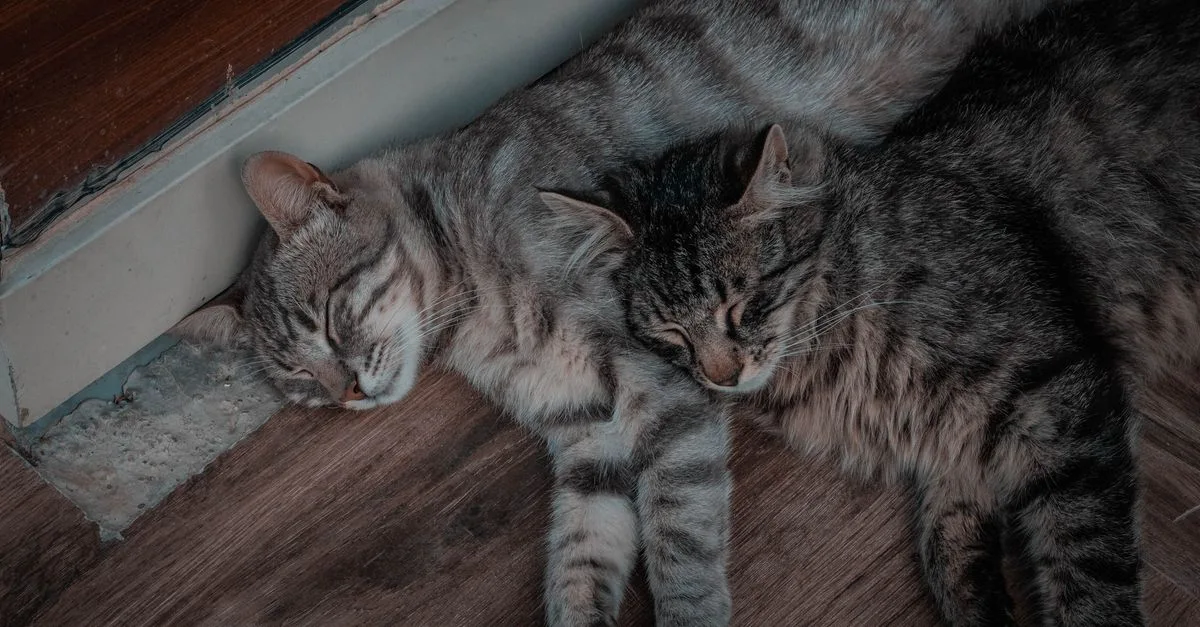 découvrez des conseils pratiques pour une cohabitation harmonieuse avec votre chat et favoriser une relation équilibrée et sereine.