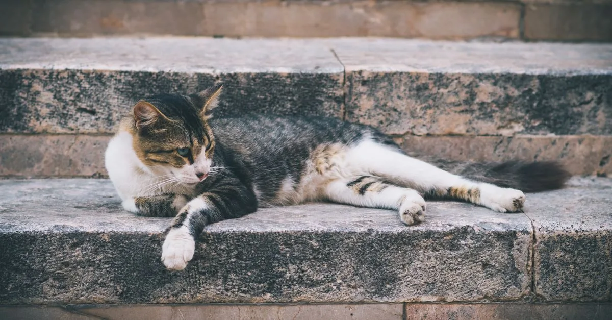 conseils pratiques pour une bonne cohabitation avec votre chat : astuces pour une maison harmonieuse et un compagnon heureux.