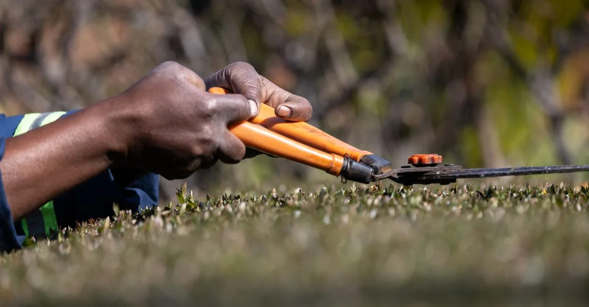 découvrez nos conseils et techniques de taille pour entretenir vos plantes et arbres, favoriser leur croissance et améliorer leur santé.